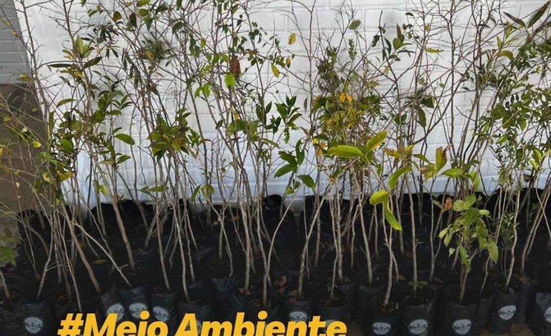 Ama Recebe 300 Mudas De árvores Nativas Para Ações De Preservação Ambiental Em C...